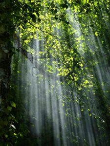 Light filtering through trees. Calming image
