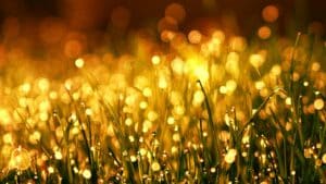 Sunlight hitting weeds at sunset