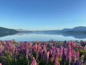Lake Tekapo in New Zealand. The photograph is of beautiful coloured flowers called lupins in the foreground and the background is a large lake with mountains in the background.