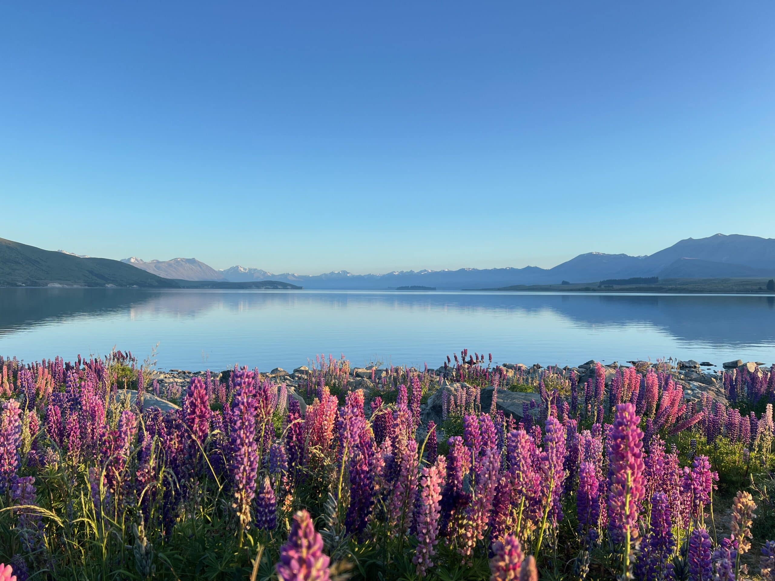 Lake Tekapo in New Zealand. The photograph is of beautiful coloured flowers called lupins in the foreground and the background is a large lake with mountains in the background.